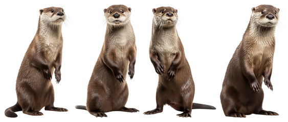 Playful otters standing together