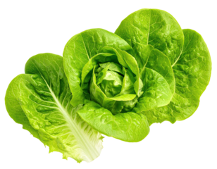 Close-up of fresh, vibrant green romaine lettuce head, isolated on black