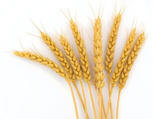 Close-up of golden wheat stalks