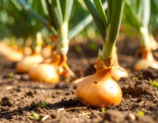Close-up of growing onions in a field