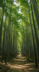 Obraz premium Serene Path Through Lush Bamboo Forest
