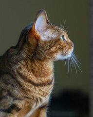 young bengal cat with bold rosette markings and bright green eyes standing alertly on wooden floor in softly lit indoor environment ideal for feline breed promotion pet product marketing 