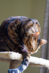 bengal cat showing dynamic playful stretch with extended front paws and focused gaze on wooden floor in well-lit indoor setting ideal for feline breed promotion pet product marketing
