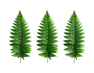 Three vibrant, detailed fern leaves stand out against a stark, black background
