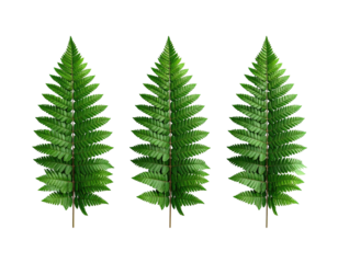 Three vibrant, detailed fern leaves stand out against a stark, black background