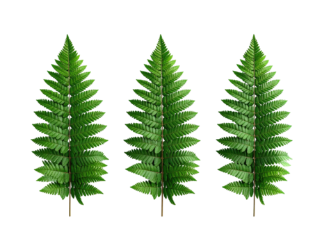 Three vibrant, detailed fern leaves stand out against a stark, black background