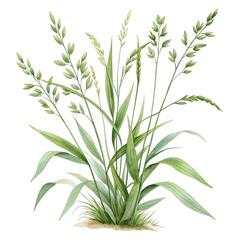 Fototapeta premium Watercolor Illustration of a Green Grass Plant with Seed Heads graphic design isolated on a transparent background