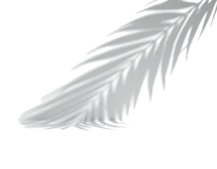 Digital rendering of a white, stylized palm frond against a black backdrop