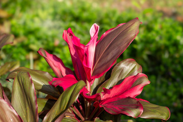 Close-up of vibrant red and green Cordyline fruticosa leaves in natural sunlight, tropical ornamental plant background.