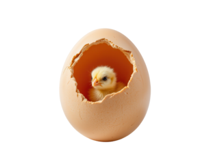 Freshly hatched chick emerging from eggshell in a soft light