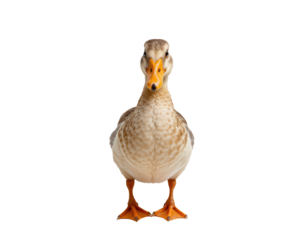 Domestic Duck Standing Upright on Transparent background Displaying Feathers
