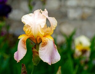 Close-up of a delicate, pastel-colored iris flower