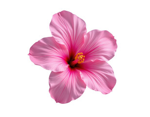 Naklejka premium Vibrant Pink Hibiscus Flower Isolated on Transparent background