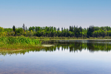 Fototapeta premium Tranquil landscape in the forest in the woods, hot summer day.