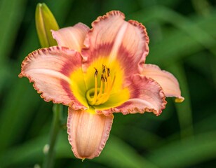 Close-up of a delicate peach-colored daylily