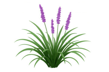 Liriope muscari plant with delicate purple flowers and vibrant green leaves on transparent background