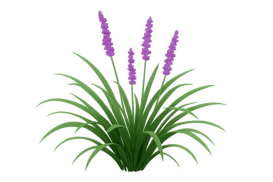Liriope muscari plant with delicate purple flowers and vibrant green leaves on transparent background