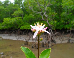 Close-up of a delicate pink flower in a mangrove forest
