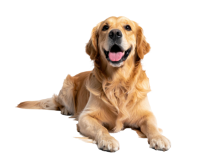 Happy golden retriever laying down on black, looking up, tongue out