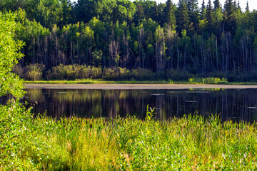 Tranquil landscape in the forest in the woods, hot summer day.