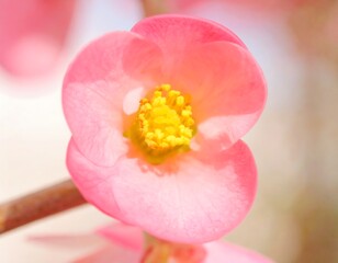Close-up of a delicate pink flower