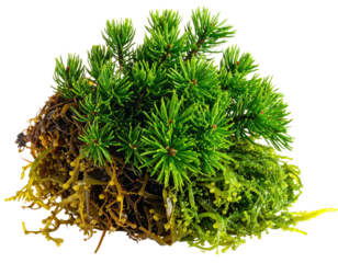 A miniature evergreen bush with green needles sprouting from surrounding seaweed