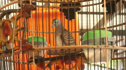 A turtle dove in a neighbor's pet cage. This bird is often found among Javanese ethnic groups.