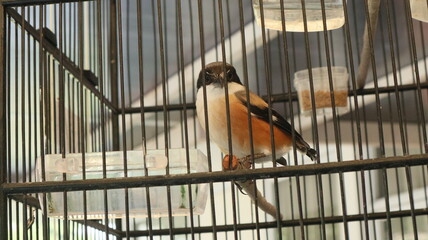 Starlings are kept in cages on the terraces of houses. Starlings have a distinctive, loud, high-pitched voice.