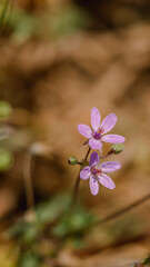 Santa Monica Mountains