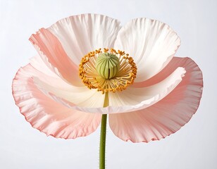 Close-up of a delicate poppy