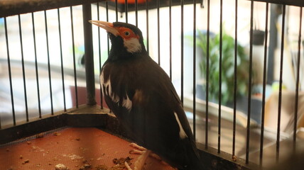 photo of the Javan pied starling or Javan ped myna kept in a bamboo cage as decoration for Asian...