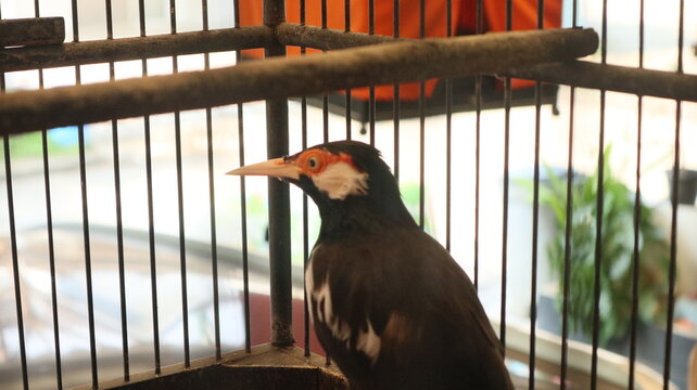 photo of the Javan pied starling or Javan ped myna kept in a bamboo cage as decoration for Asian people