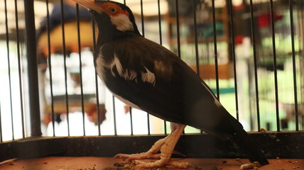 photo of the Javan pied starling or Javan ped myna kept in a bamboo cage as decoration for Asian...