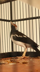 photo of the Javan pied starling or Javan ped myna kept in a bamboo cage as decoration for Asian...