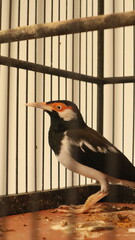 photo of the Javan pied starling or Javan ped myna kept in a bamboo cage as decoration for Asian...