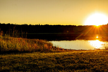 Beautiful scene at the lake in the woods, golden sunset light.