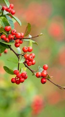 Obraz premium Red berries on a branch in a garden
