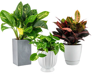 Three vibrant potted plants Dieffenbachia, pothos, and croton, arranged closely