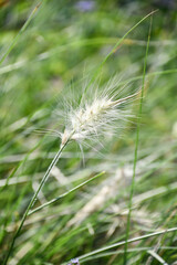 Obraz premium ぺニセタム・ヴィロサム 「銀狐」Feathertop