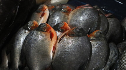 Some types of fresh fish in the traditional Indonesian market traders' stalls