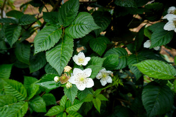 a close-up photograph showcasing the blossoms and foliage of a berry plant, likely a blackberry or raspberry bush