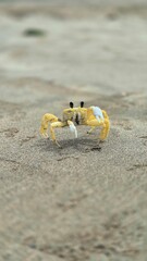 Yellow Sand Crab on the Patacho Beach