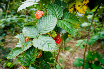 a close-up photograph focusing on wild or cultivated berries hanging from a vine or bush
