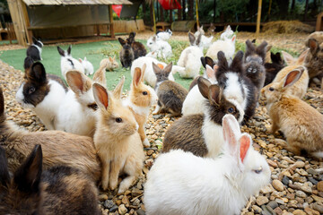 This photograph captures a large group or colony of rabbits gathered in an outdoor petting zoo or farm environment © Thirawat