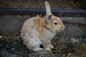 The rabbit has soft, fluffy fur, a prominent upright ear (with the other slightly angled), and is looking to the right of the frame with a cautious or curious expression.