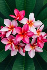 Vibrant pink and white plumeria flowers blooming
