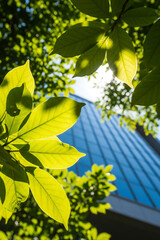 Green leaves and blue roof in sunlight