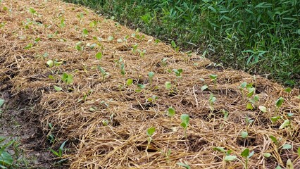 Flowering Pak Choy. Choy Sum. Flowering White Cabbage.