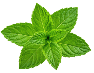 Isolated close-up of a vibrant green sprig of fresh mint leaves