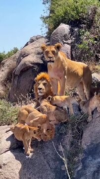 Lions Resting in African Savanna